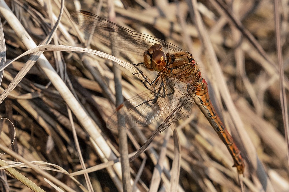 Фотография автора ЯR Ольга