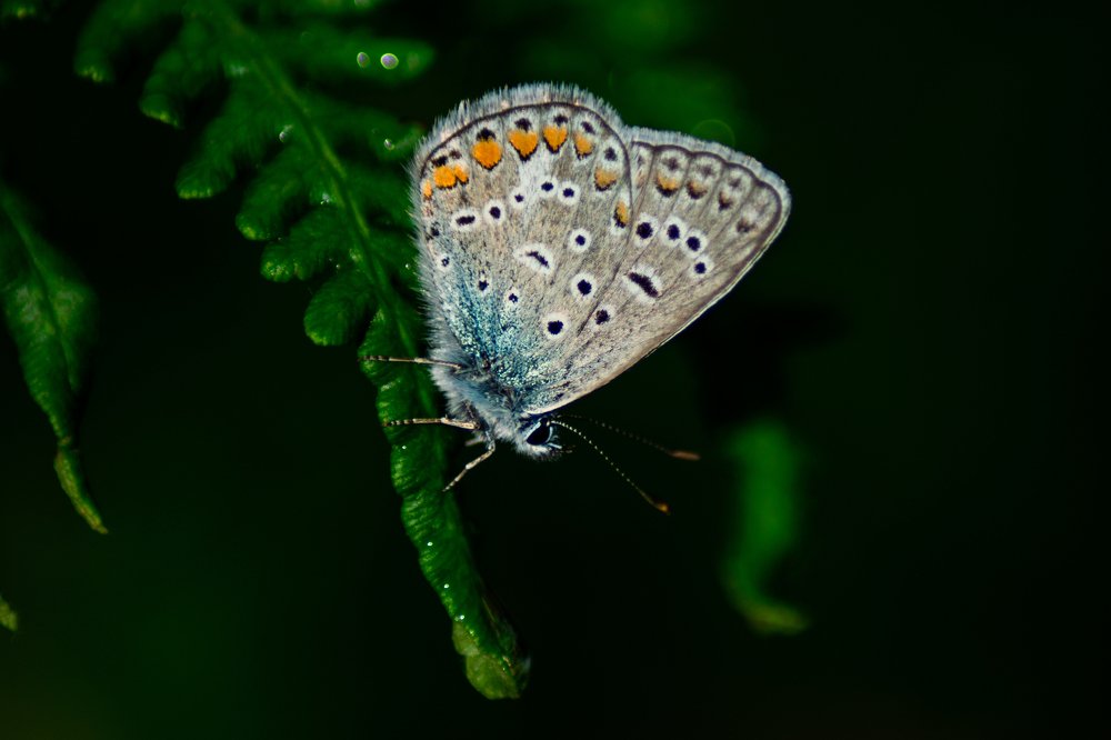 Photograph by jure hodnik