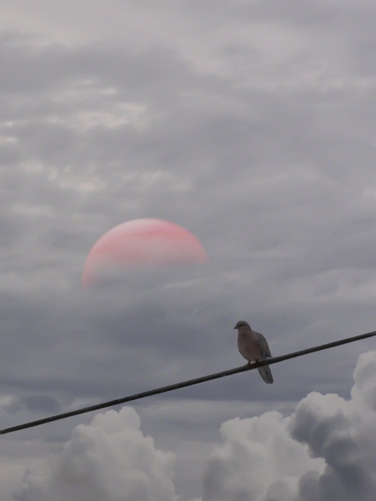 Photograph by Mozhgan Sadeghi