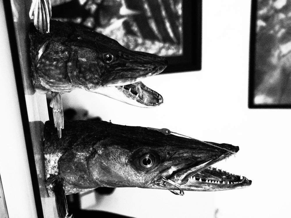 The Fish heads