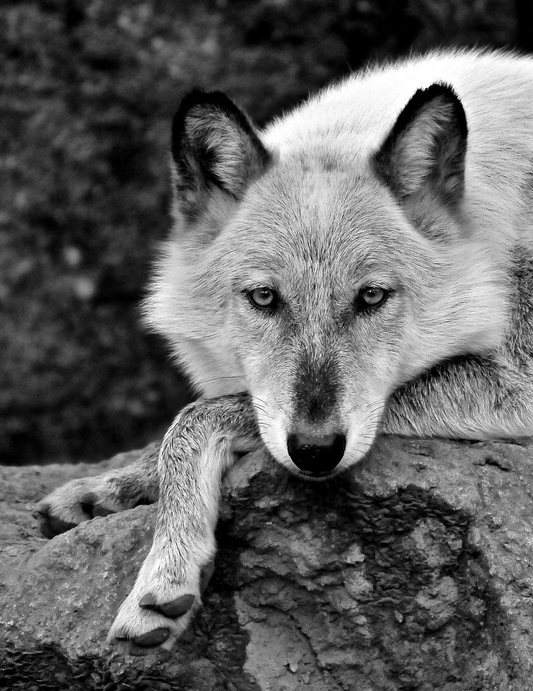 Photograph by Ricardo Ubico