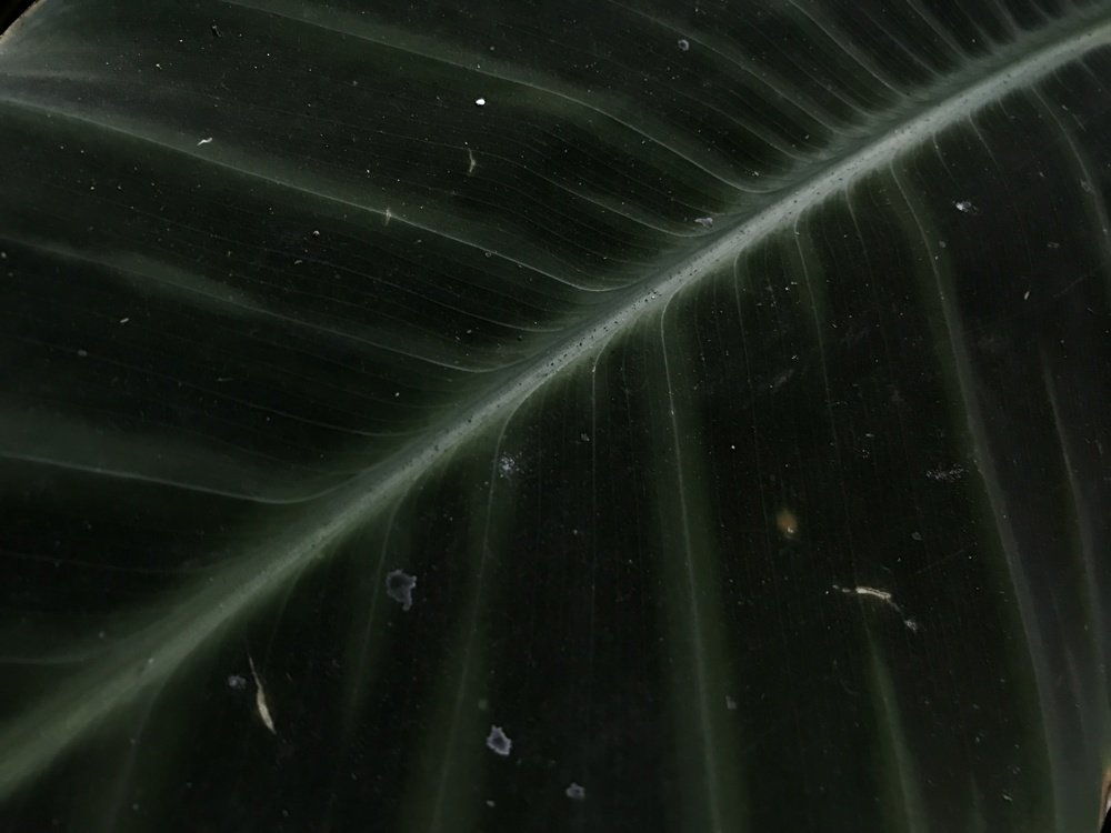 Photograph by Анна Куманцова