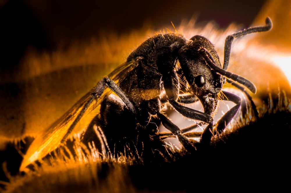 Фотография автора Gabriel de Araujo Almeida