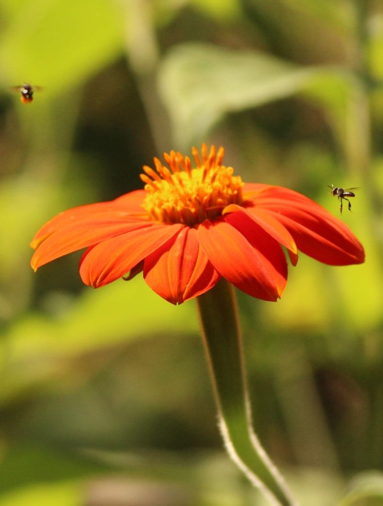 Photograph by ANIRBAN DEB