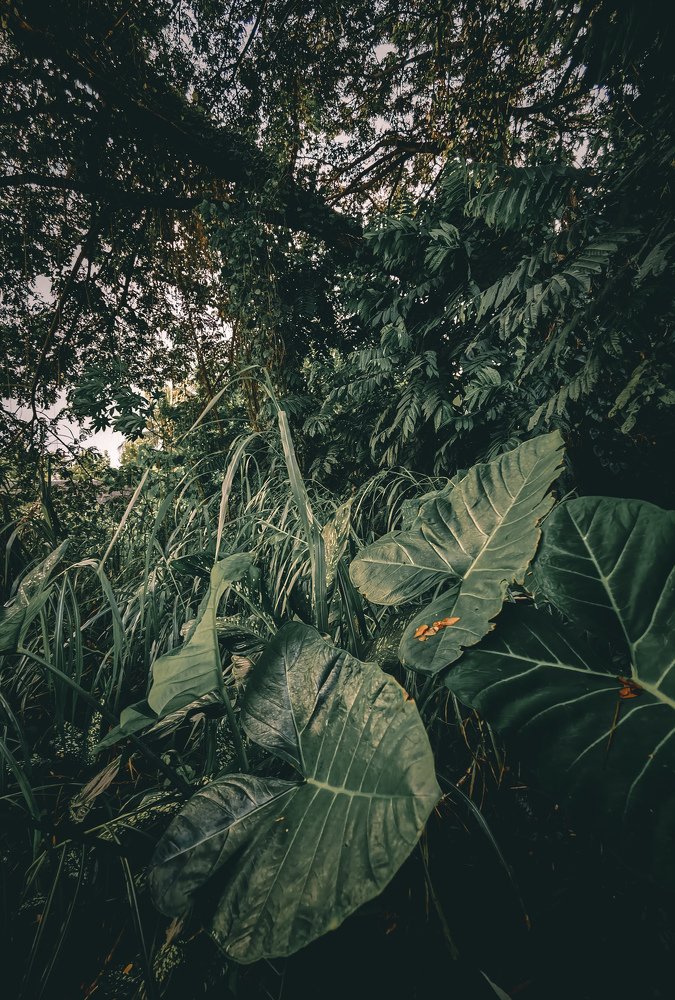 Photograph by Rafael Tolentino