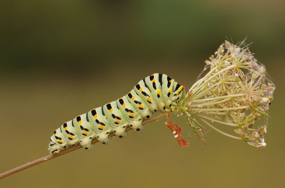 Machaon caterpillar