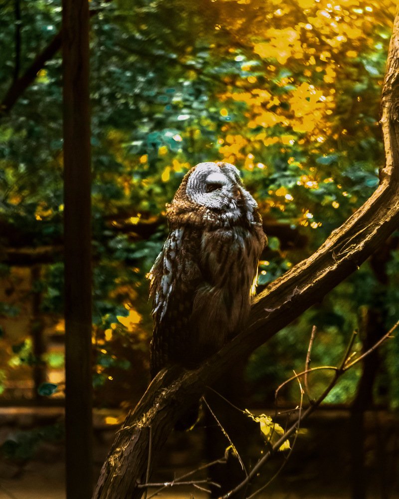 Закат для спящих