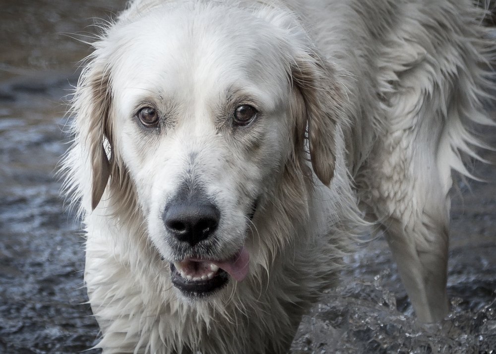 Photograph by Anatoly Chomko