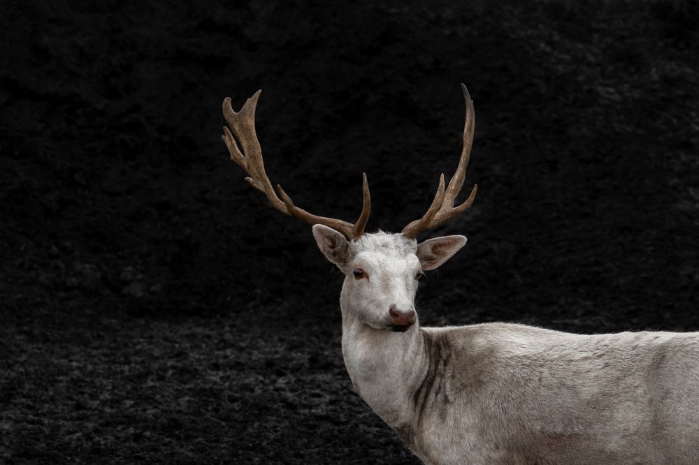 Photograph by Rytis Bernotas
