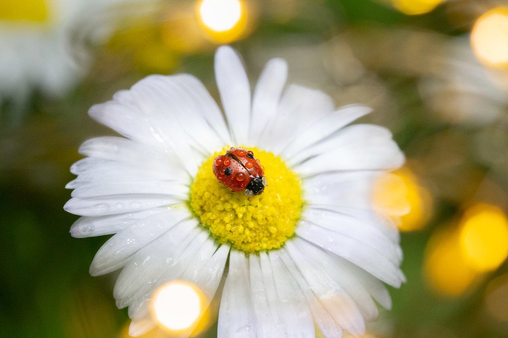 Photograph by Simona Grigorescu