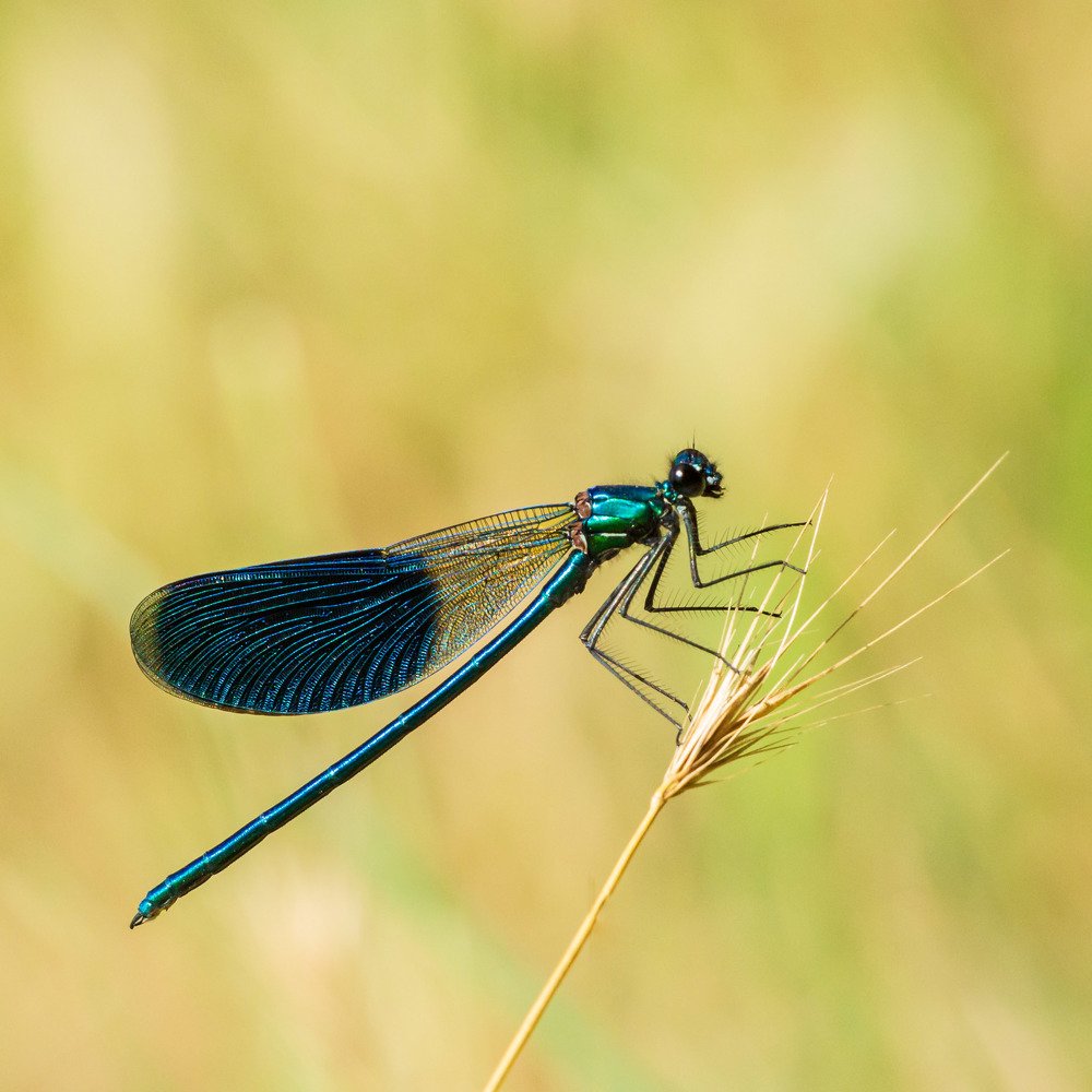 Photograph by Simona Grigorescu