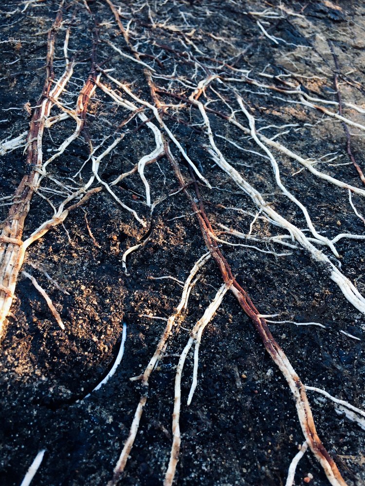 Photograph by Юлия Орлова