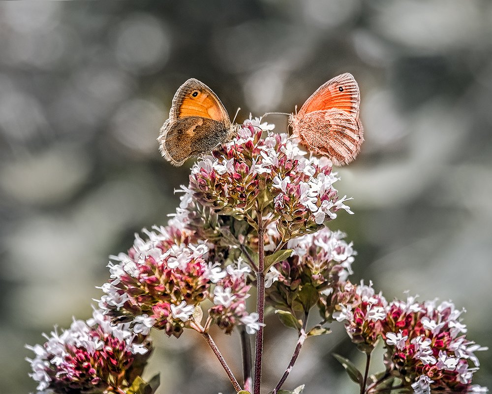 Photograph by Галина Иванова