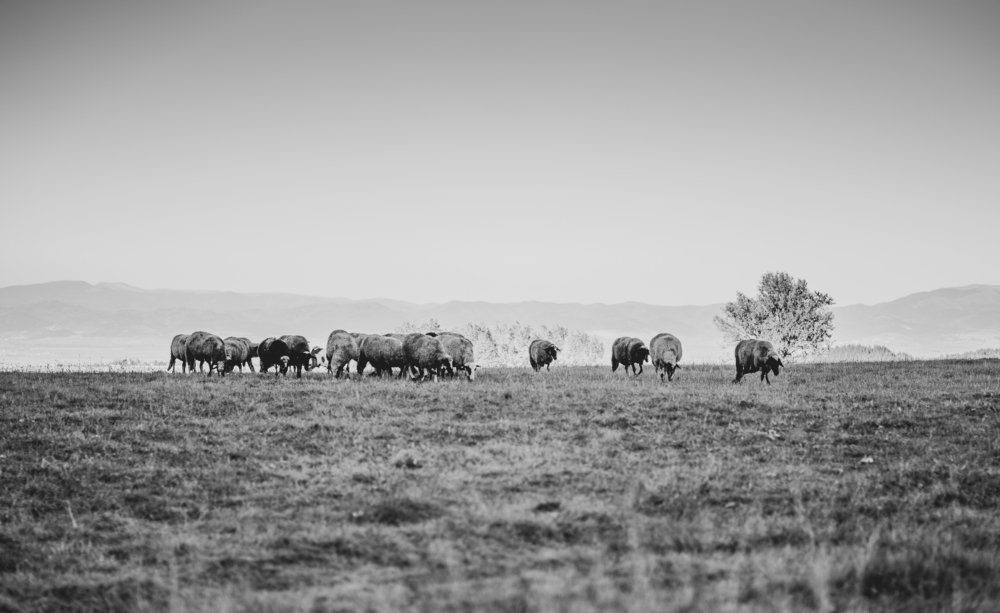 Photograph by Viktoria Todorova Angelova