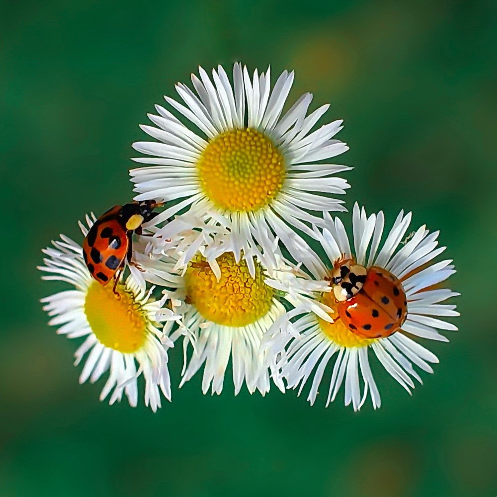 Photograph by Игорь Чеботарёв