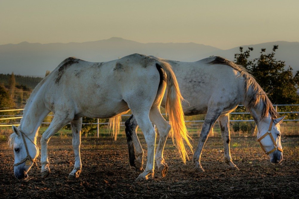 Photograph by Dogan Ozezgi
