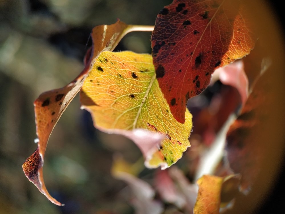 Photograph by Роксалана Лопатенкова