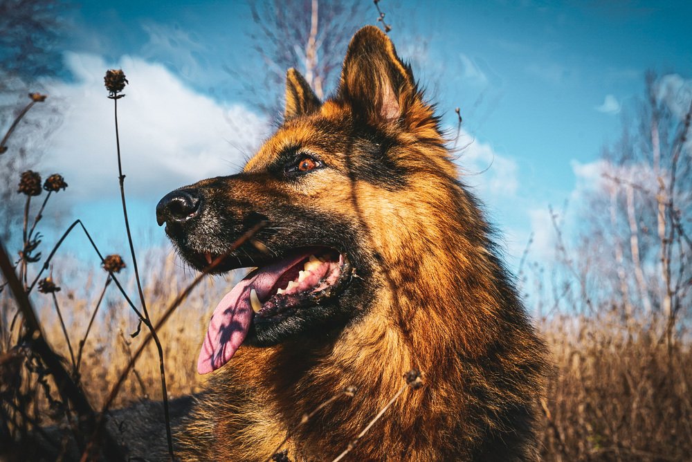 Фотография автора Алиса Чурчудесная