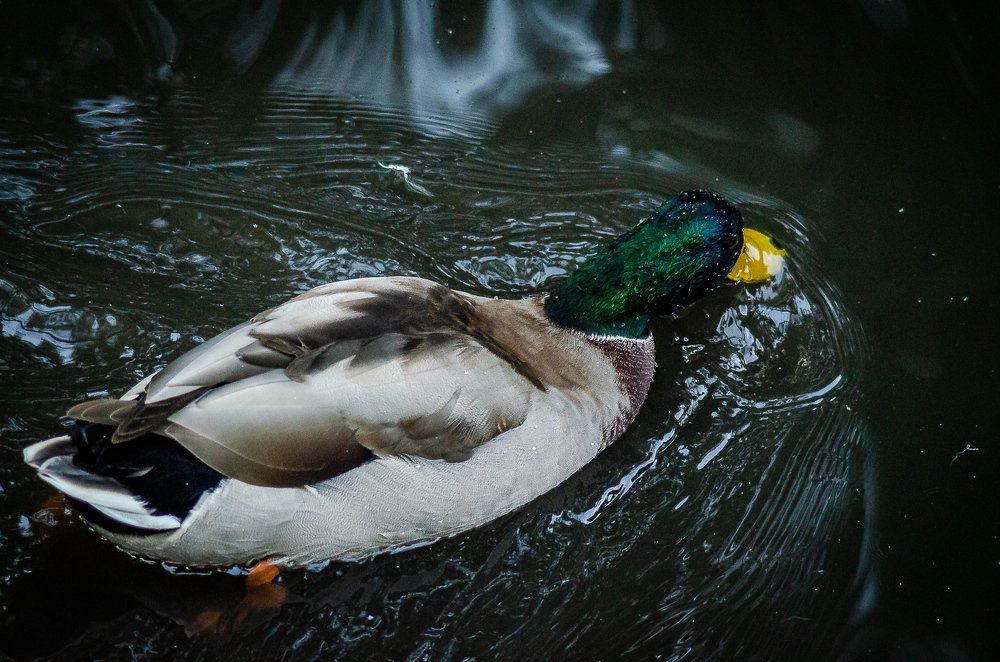 Фотография автора Владимир Брызгунов