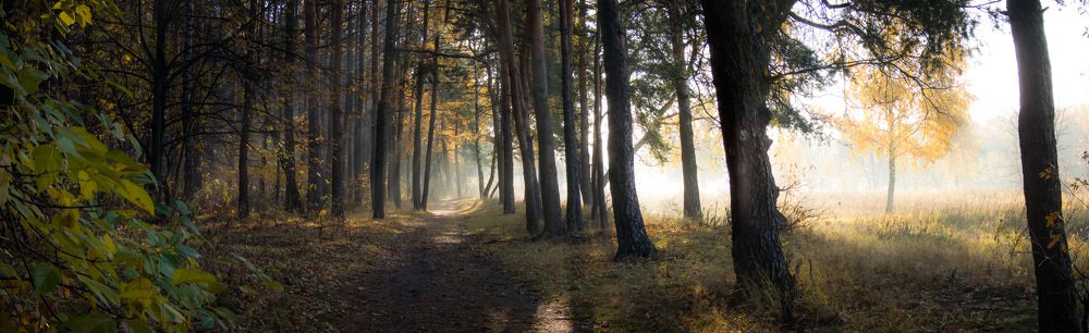 На опушке / At the forest edge