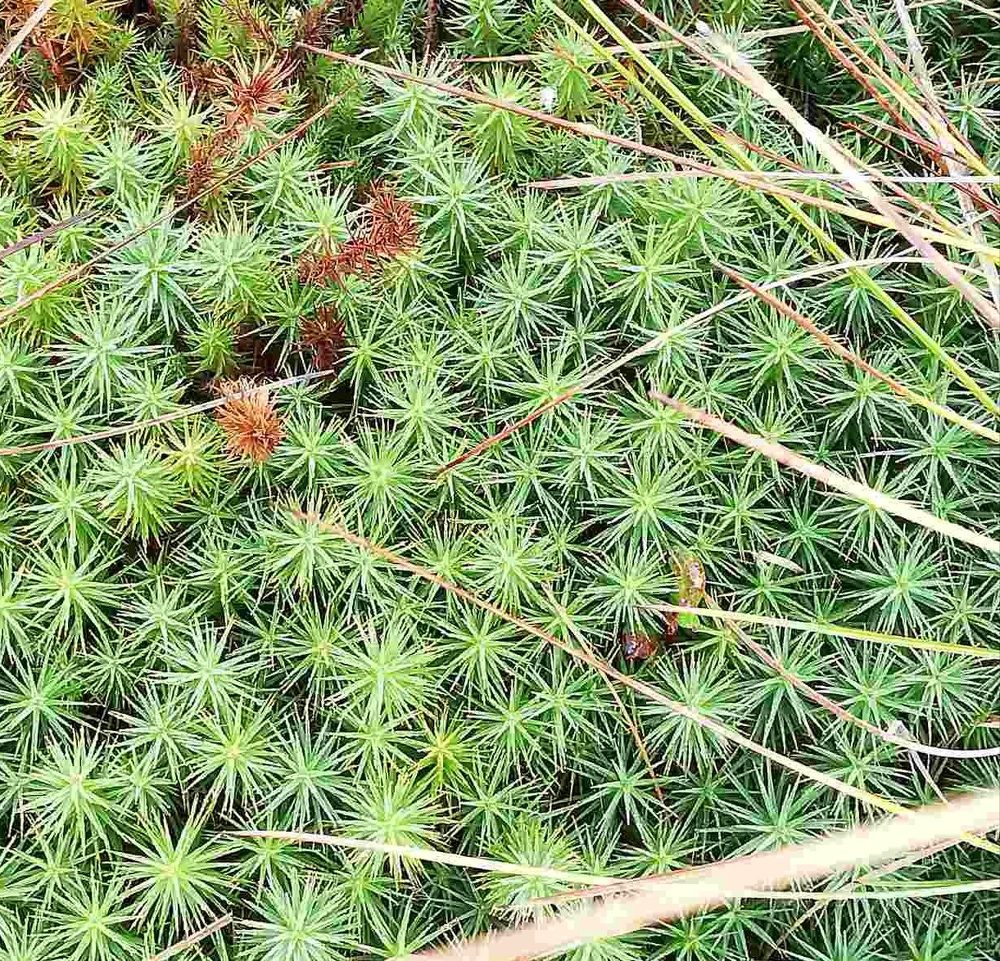 Photograph by Светлана Михайлова