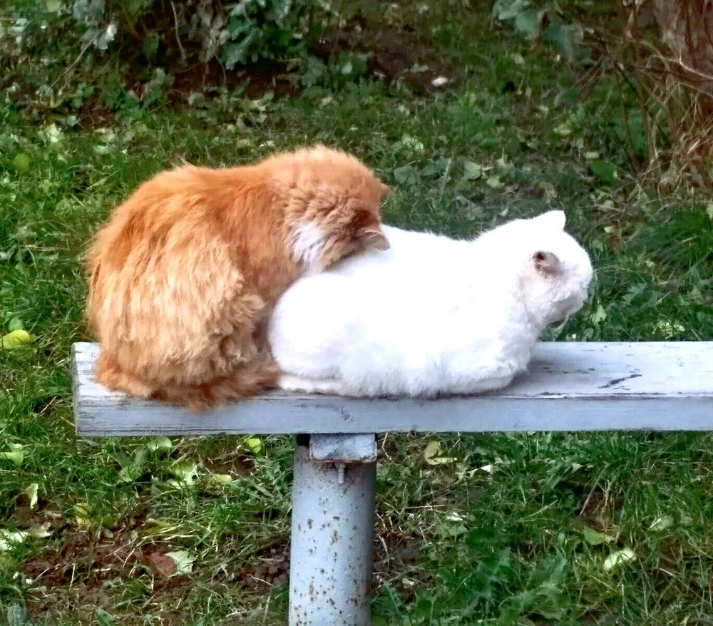 Photograph by Светлана Михайлова