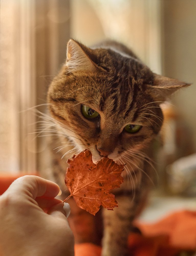 Photograph by Юлия Крапивина