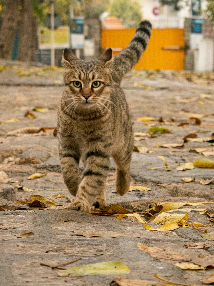 Photograph by Javad Allahyari