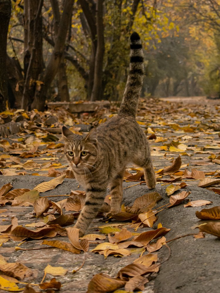 Photograph by Javad Allahyari