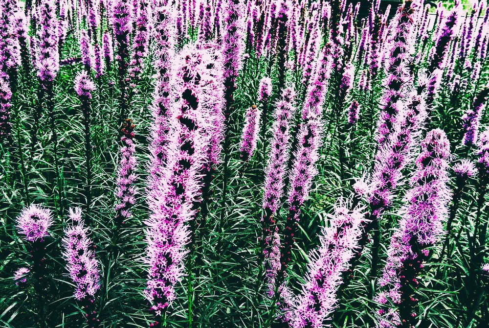 Photograph by Владимир Гречанинов