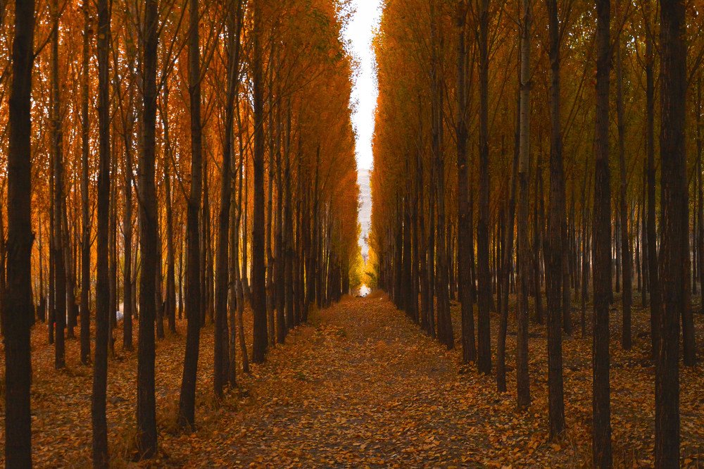 Photograph by ali bakhshi