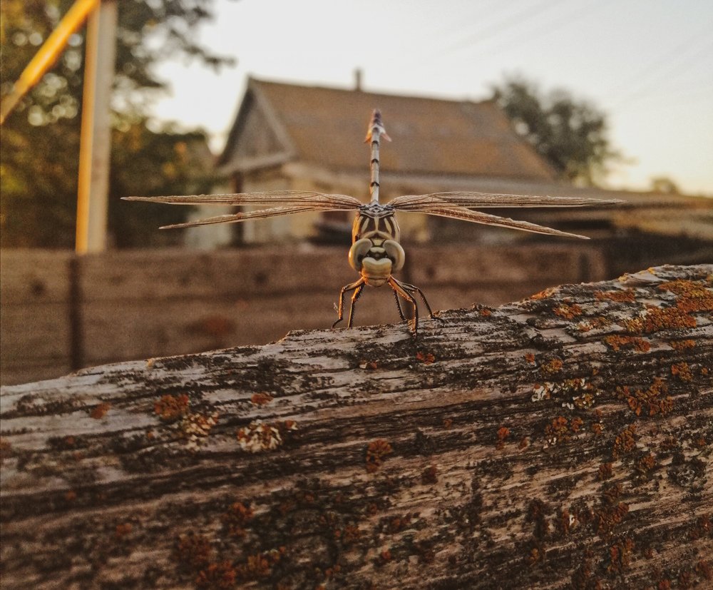 Photograph by Юлия Пешкина