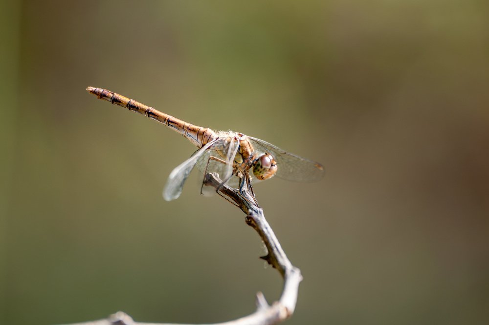 Photograph by Михаил Новиков