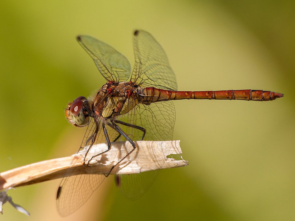 Photograph by Михаил Новиков