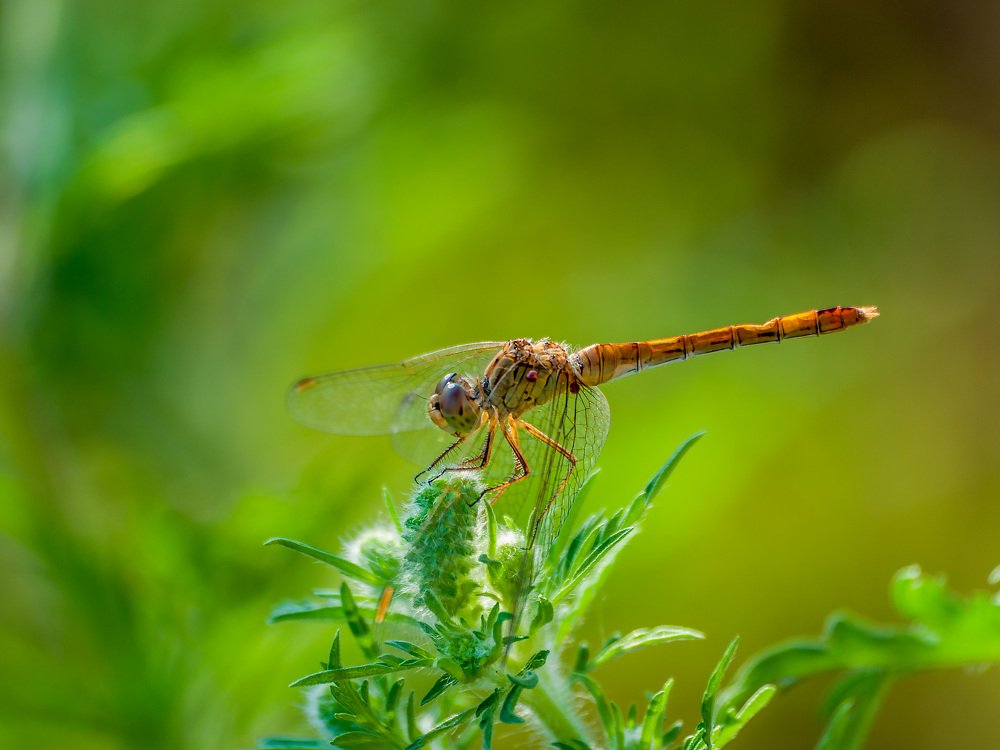 Photograph by Михаил Новиков