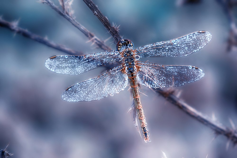 Photograph by Teodora Sarbinska