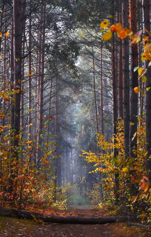 Photograph by Владимир Краснов