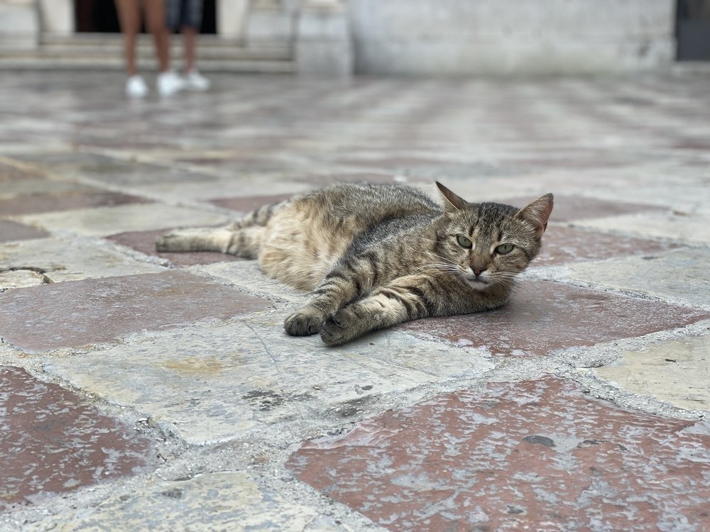 The Kings of Kotor 2