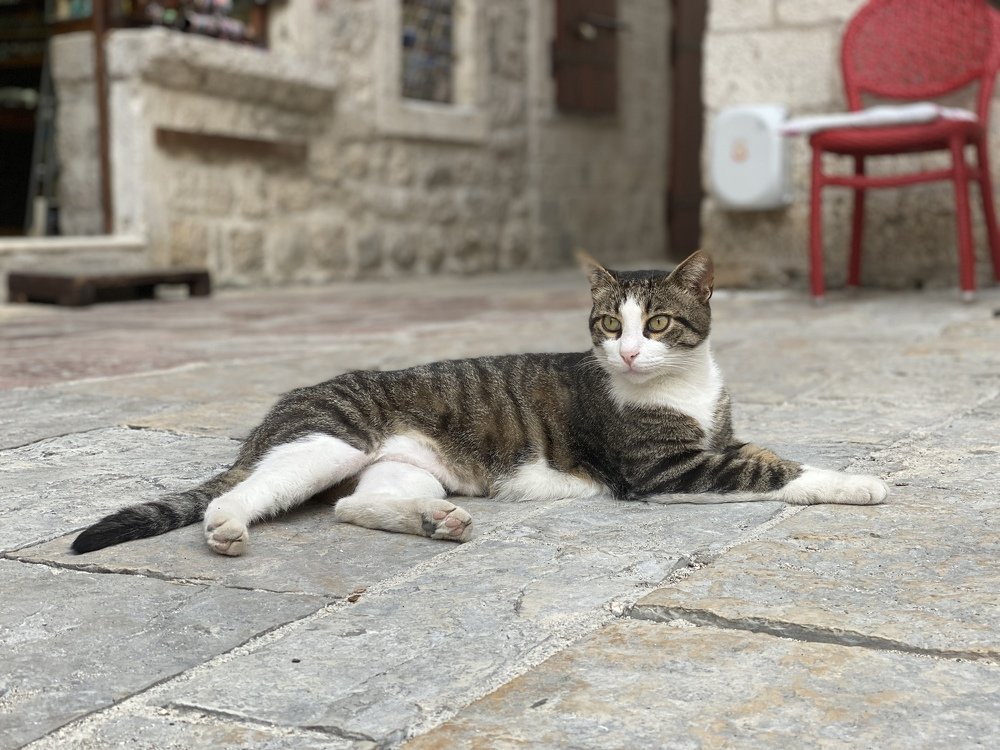 The Kings of Kotor 1