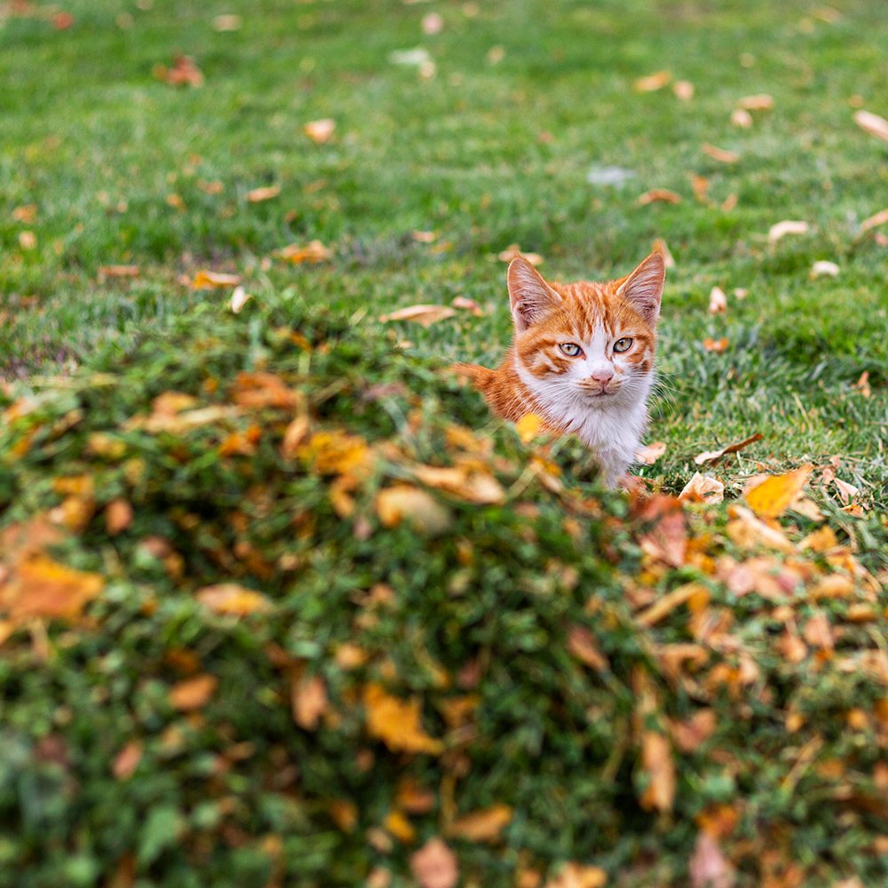 Фотография автора Ebrahim Rahiminezhad