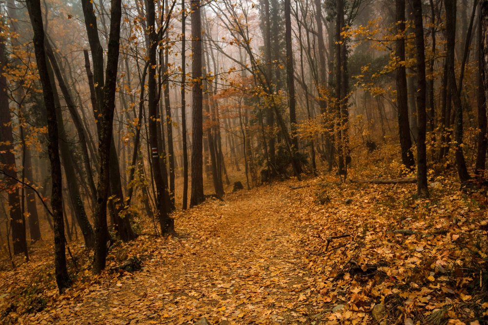 Photograph by Игорь Сидун