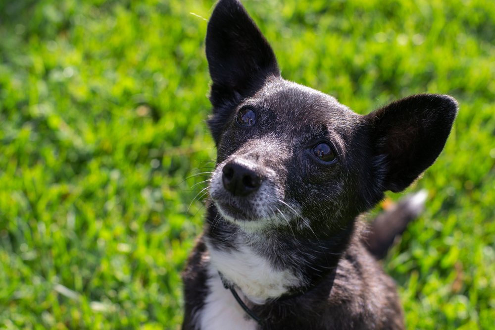 Photograph by Rusudan Khubutiya