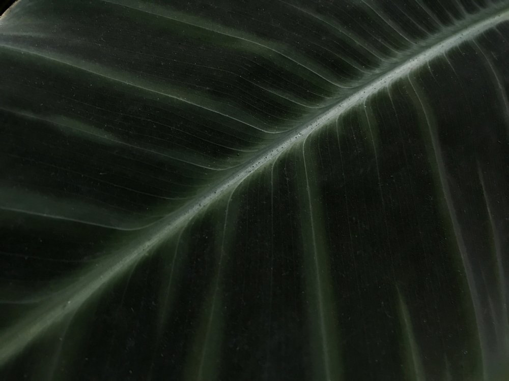 Photograph by Анна Куманцова