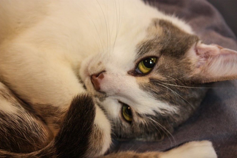 Задумчивость