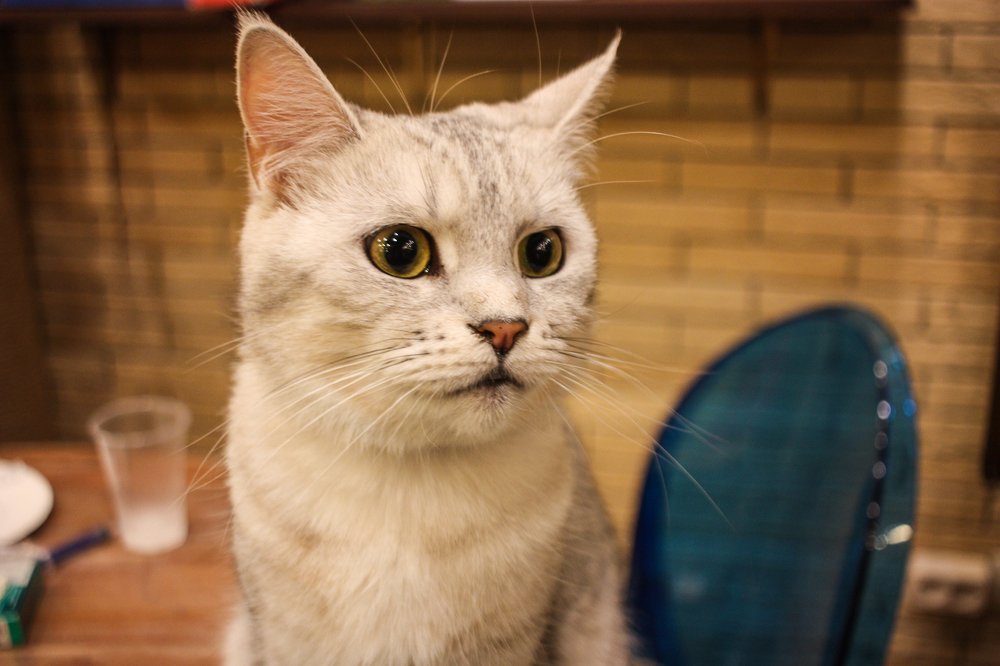 Готовность номер один