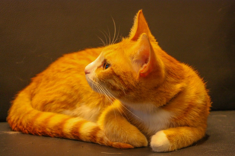 Солнечный кот