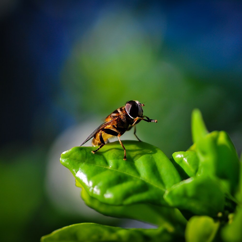 Photograph by Chambre