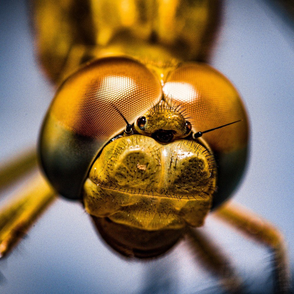 Photograph by Chambre