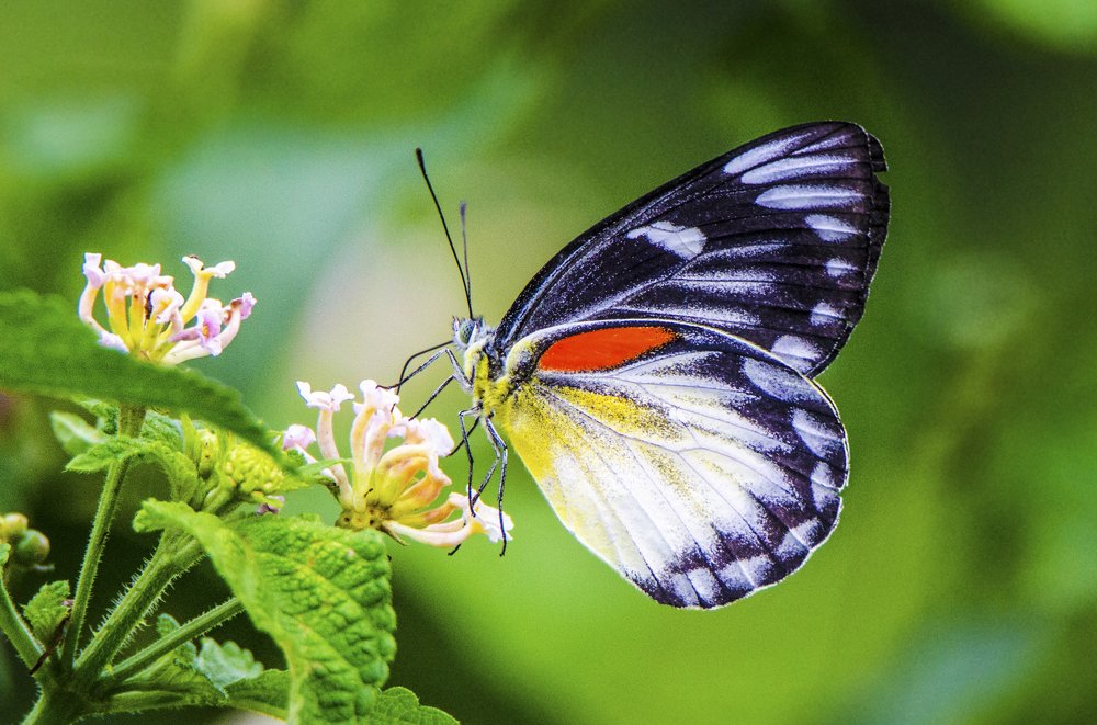 Photograph by Kushal Sharma