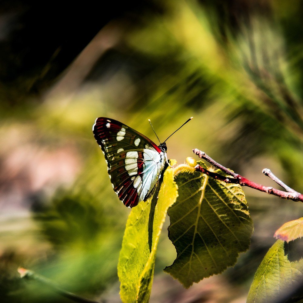 Photograph by Chambre